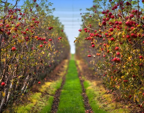 Harcourt-orchard-lane-and-apples_Richard-Baxter_High-resolution.jpg_compressed.jpeg